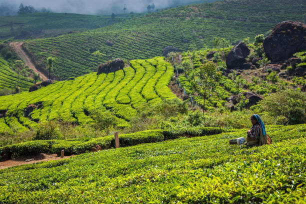 indyjska kobieta zbiera liście herbaty na plantacji herbaty w munnar - tea crop tea leaves plantation farmer zdjęcia i obrazy z banku zdjęć