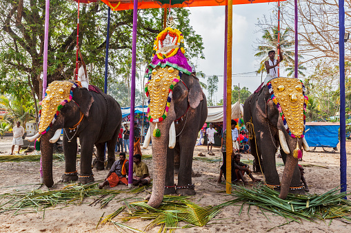 Kochi, India - February 24, 2013: Decorated elephants with brahmins (priests) in Hindu temple at temple festival. There about 550 domesticated elephants in Kerala state.