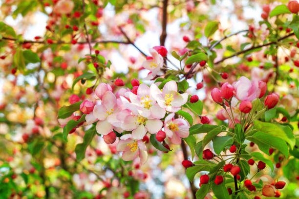 istock Blooming pink white flowers on apple tree branches close up, red cherry flowers blossom, beautiful sakura garden, spring orchard in bloom, green leaves soft blurred background, summer sunny day nature 1441480191