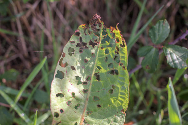 istock a green leaf with holes made by larvae 1441481246