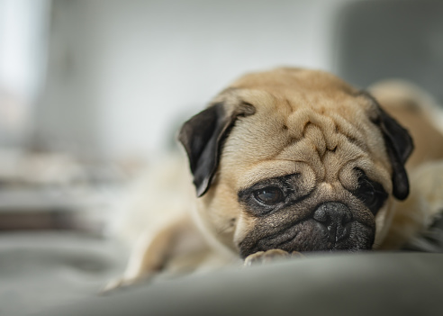 Sad pug lying on the bed