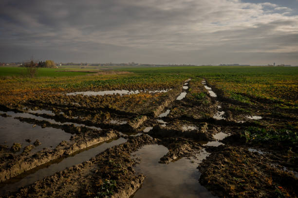 istock Wheel tracks filled with a puddle in a  field 1441481898