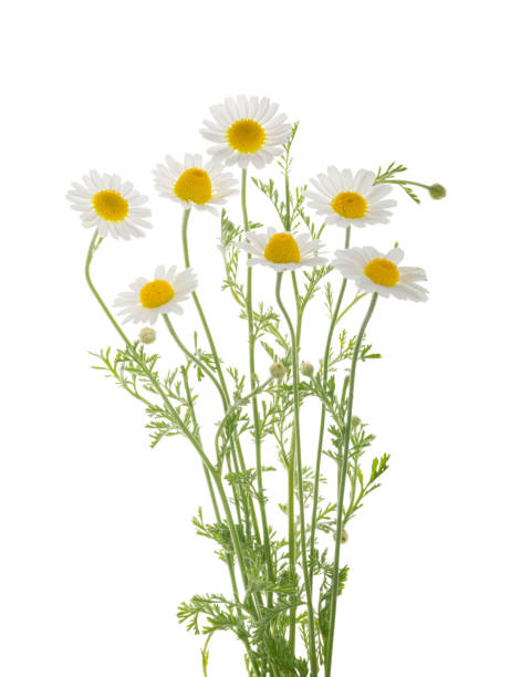istock Chamomiles daisy flower isolated on white background without shadow with clipping path 1441482388