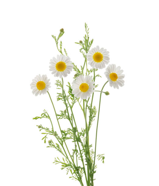 istock Chamomiles daisy flower isolated on white background without shadow with clipping path 1441482716