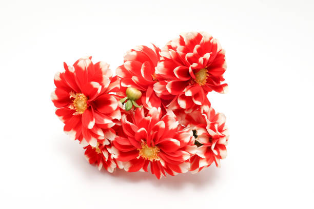 istock Bouquet dahlia isolated on a white background. 1441484572