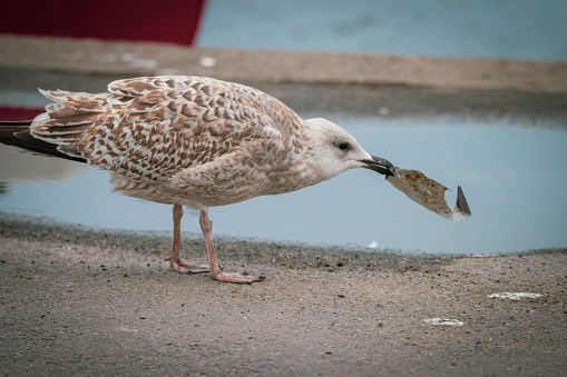 a big seagull eats plastic waste