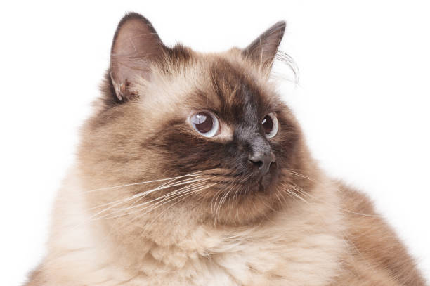 Portrait of a cat. A cat of the Neva masquerade color point breed is young on a white background. stock photo