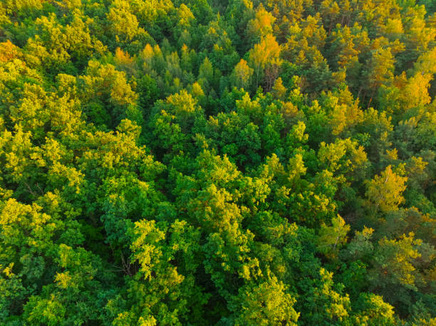 istock Top view of the forest trees. 1441487179
