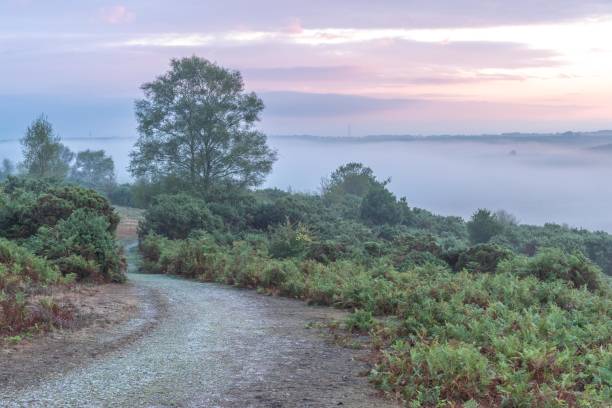 istock New Forest Autumn 22 1441487394