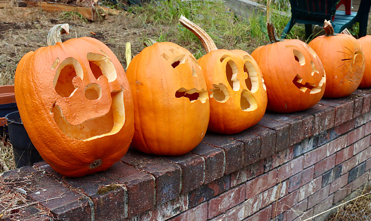 A row of carved Halloween Pumpkins