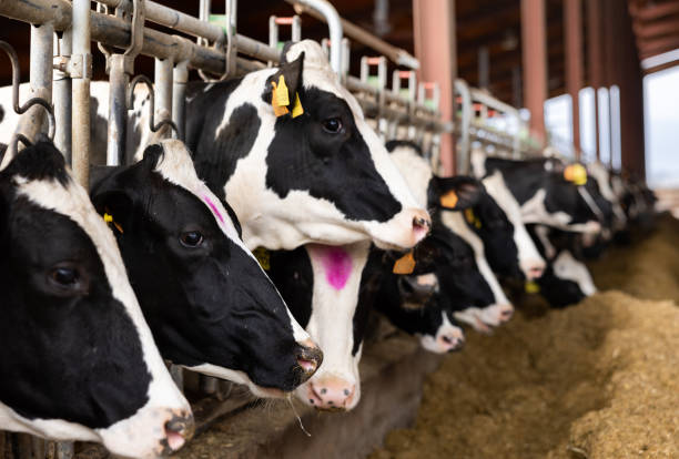 Bulls and cows raised for slaughter on Eid al-Adha