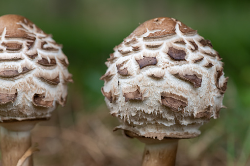 Close up of a pair of shaggy parasol (chlorophyllum rhacodes) mushrooms in a meadow