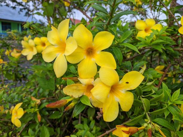 istock Alamanda flower (Allamanda cathartica) in the morning 1441491658