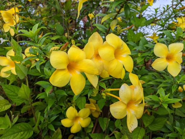 istock Alamanda flower (Allamanda cathartica) in the morning 1441491853