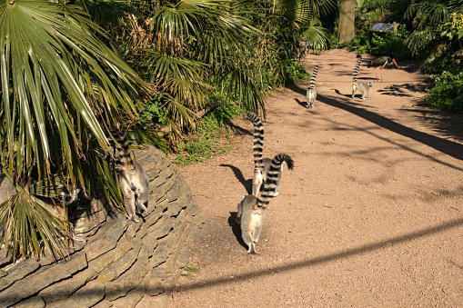 Ring tail lemurs walking with their tails up
