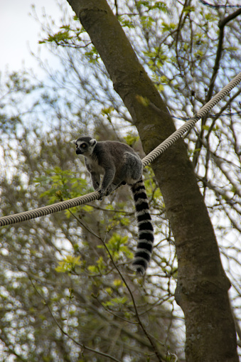A Ring tail lemur walking on a rope in a zoo