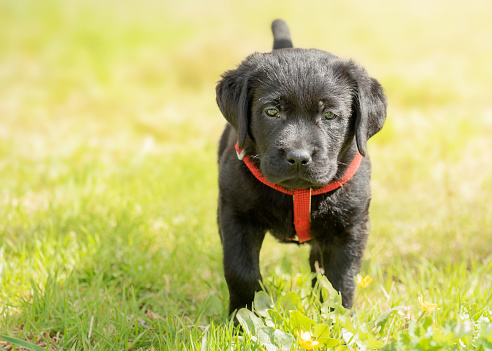 Portrait of a dog one month old labrador retriever puppy. Black labrador on green grass.