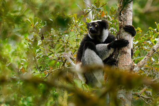 Indri indri - Babakoto the largest lemur of Madagascar has a black and white coat, climbing or clinging, moving through the canopy, herbivorous, feeding on leaves and seeds, in the rain.