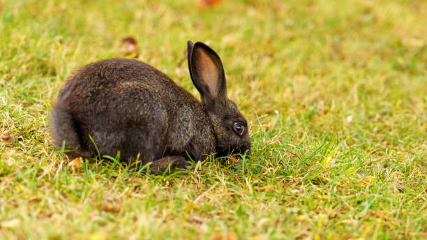 istock Beautiful cute rabbit eats grass in a meadow with summer green grass 1441493720