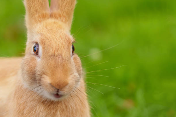 istock Smiling funny red rabbit looking at the camera 1441493734