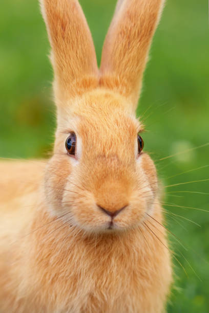 istock Funny curious red rabbit with big ears looking at the camera. Easter Bunny 1441493800