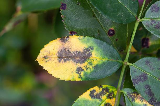 istock Rose leaf with black spot disease, Diplocarpon rosa 1441494580