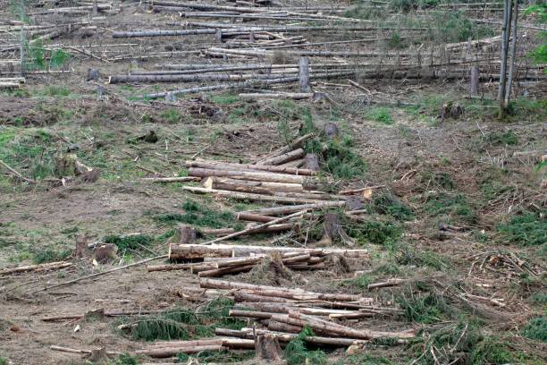 istock Freshly felled trees in the Thuringian Forest, Germany 1441495226