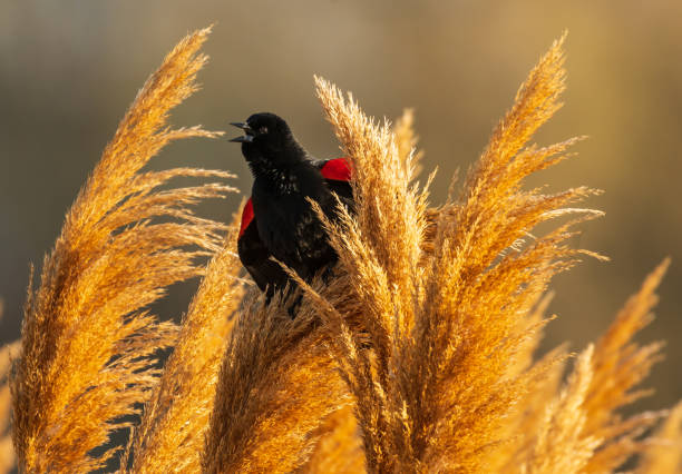 istock Red-winged Blackbird Sings While Perched in Golden Grass 1441495647