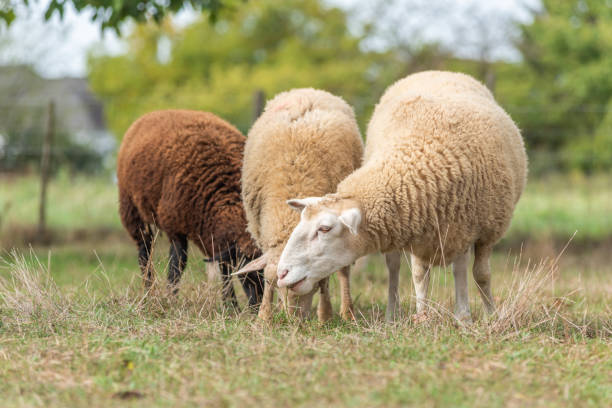 istock Sheep in a pen in early fall. 1441496584