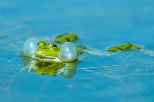 A Iberian green water frog in a small pond in a public park in Santa Cruz which is the main city on the Spanish Canary Island Tenerife