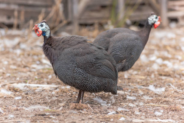 istock Domestic guineafowl (Numida meleagris) in a farmyard. 1441496632