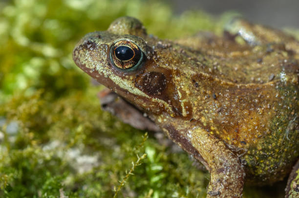 istock Common frog (Rana temporaria) portrait in early spring. 1441496639