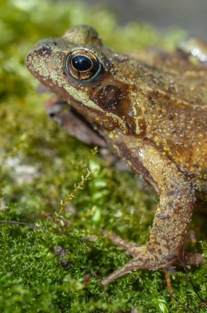 istock Common frog (Rana temporaria) portrait in early spring. 1441496656