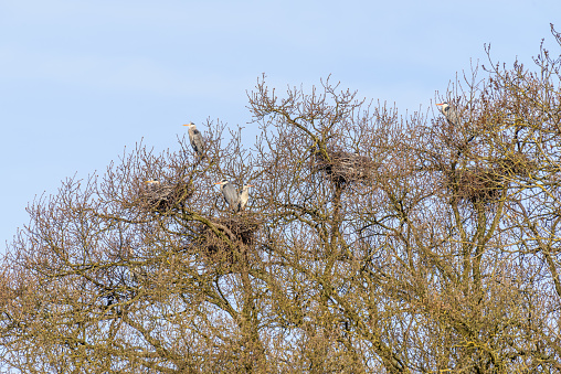 Nesting colony of grey Heron (Ardea cinerea) on tall oak trees in spring. Alsace, France.