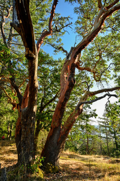 istock Madrone tree at John Dean Park, North Saanich, Vancouver Island, BC Canada 1441497973