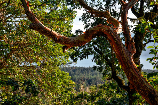 Madrone tree at John Dean Park, North Saanich, Vancouver Island, BC Canada