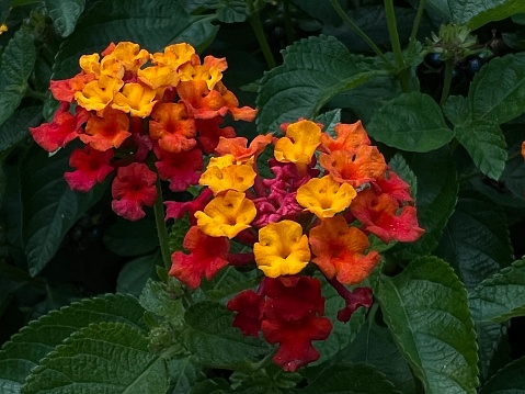 Close up image of multicolored lantana flowers