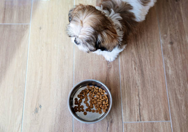 istock Puppy Ready For Her Food 1441499780