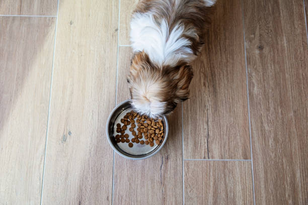 istock Puppy Ready For Her Food 1441499792
