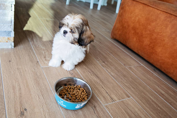 istock Puppy Ready For Her Food 1441499803