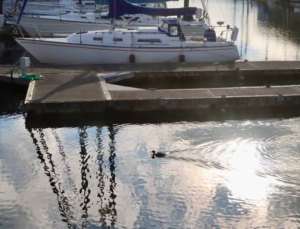 istock Small Duck Swimming Through A Marina 1441501122