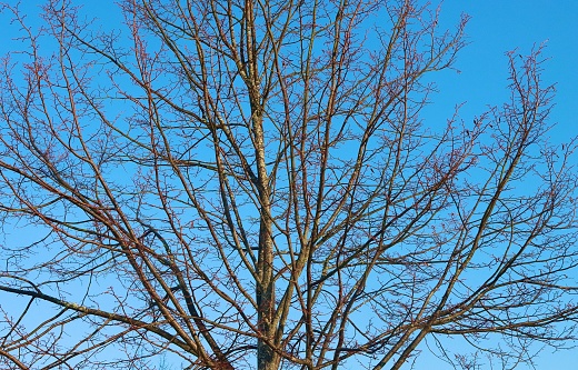 The symmetry of a bare tree with no leaves in winter