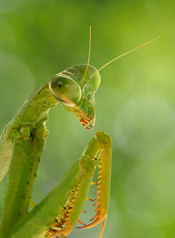 A Close-up Focus Stacked Image of a Carolina Praying Mantis on an Out of Focus Green Background