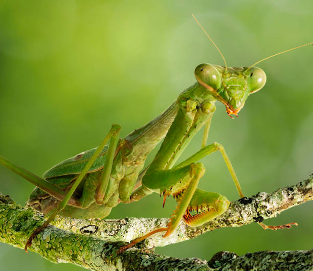 istock A Focus Stacked Close-up Image of a Carolina Praying Mantis Perched on Lichen Covered Branches 1441501995
