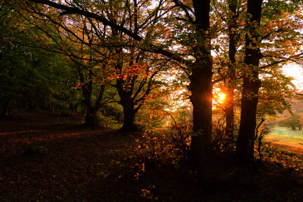 istock Canfaito forest Marche at sunset with low sun filtering through, warm fall colors and red leaves on the ground 1441502790