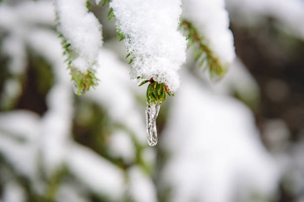 istock Frozen water drop on a conifer branch 1441503539