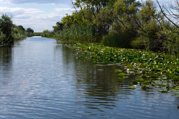 istock White Water Lilies in Danube Delta 1441504529