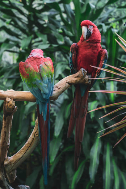 istock Green-Winged Macaw Parrots, Exotic Bird 1441504598