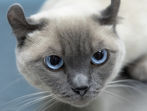 A cute cat with beautiful blue eyes looks into the camera. A white cat with a gray mask on her face has amazing blue eyes. Beautiful animals concept..