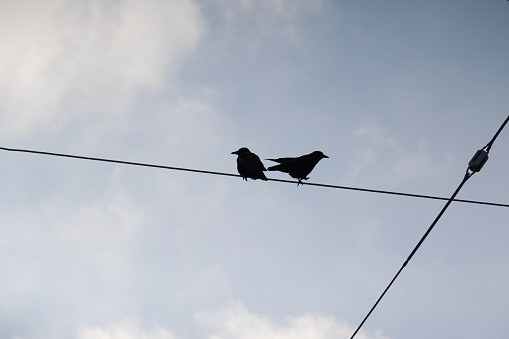 A pair of crows observe in opposite directions while perched on a city power line. Low angle view on a cloudy morning in Surrey, British Columbia.